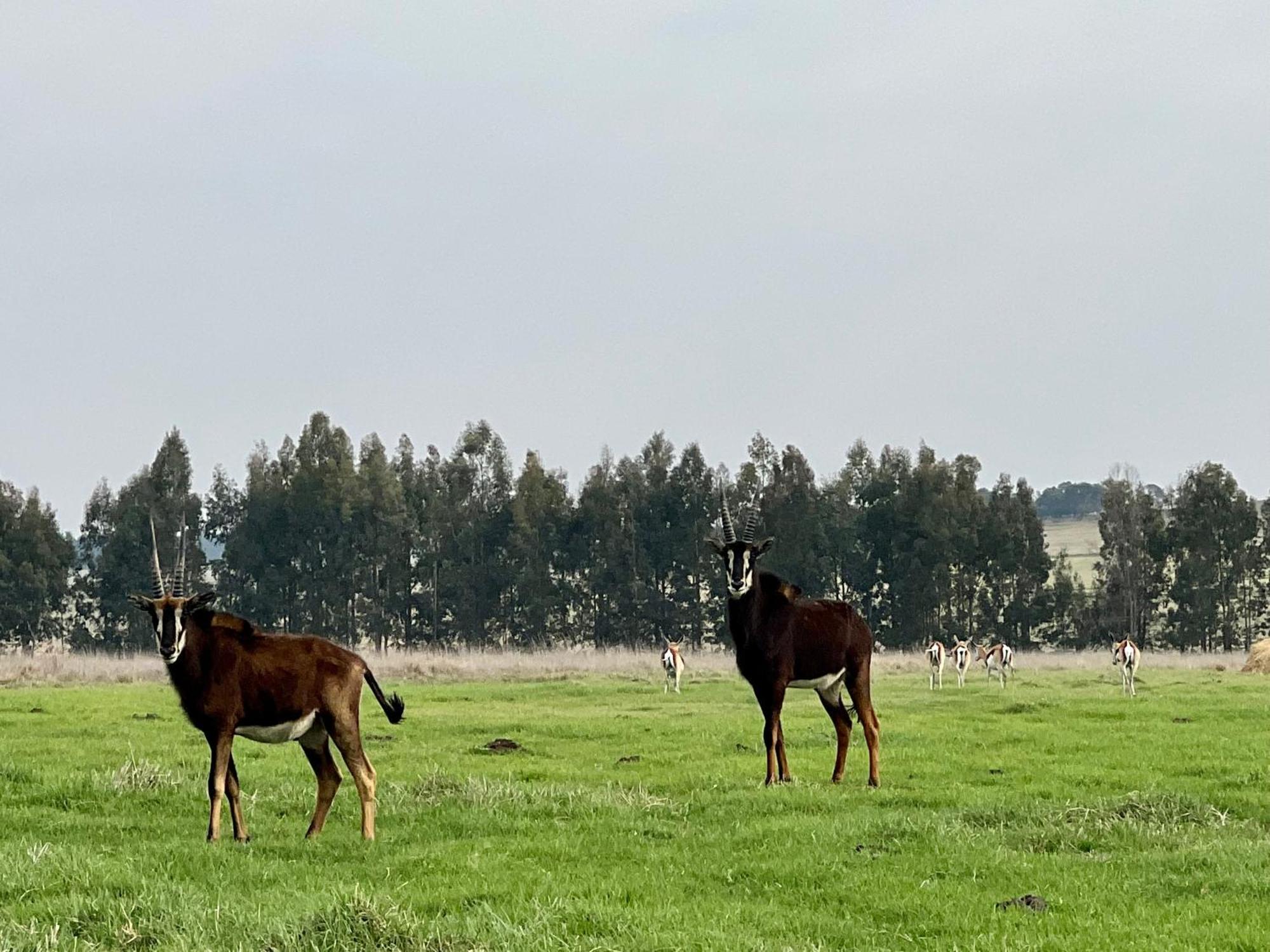 Merino Stal Guest Farm Ermelo Eksteriør billede