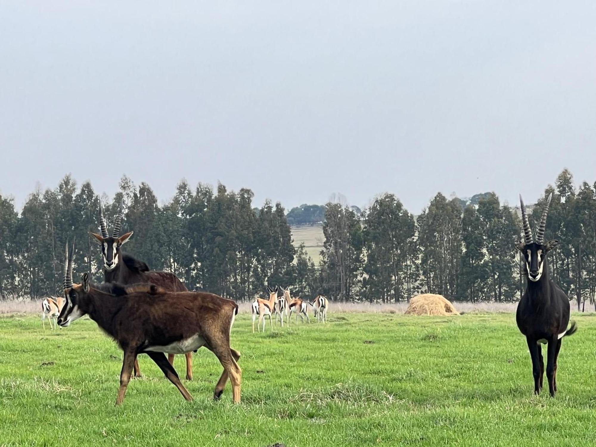 Merino Stal Guest Farm Ermelo Eksteriør billede